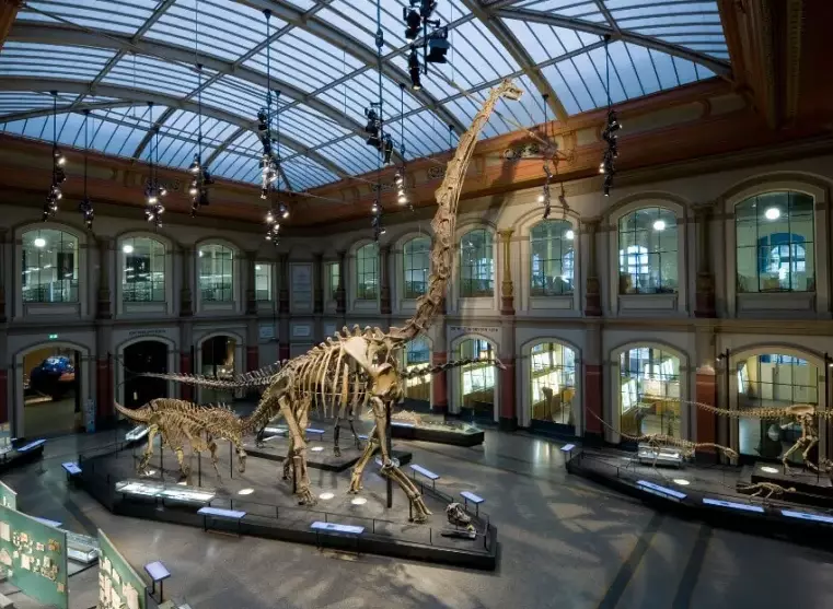 Natural History Museum Berlin: Ultimate Guide to Tickets, Dinosaurs & Must-See Exhibits