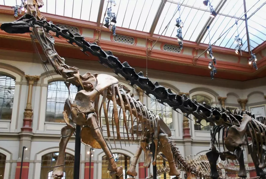 Museum für Naturkunde Berlin