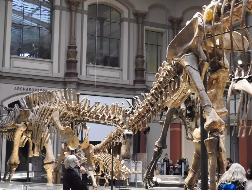 Berlin Museum of Natural History